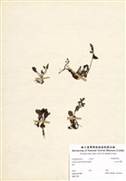 藏品(玉山水苦賈)的圖片